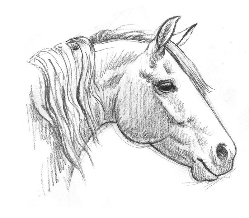 How-To-Draw-Horses  Horse drawings, Horse art drawing, Horse