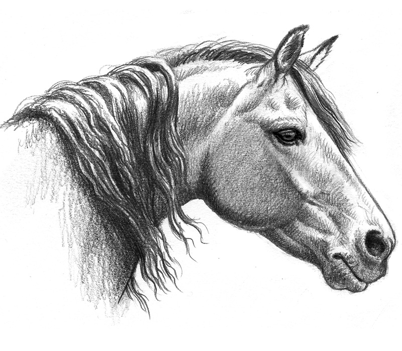 How-To-Draw-Horses  Horse drawings, Horse art drawing, Horse