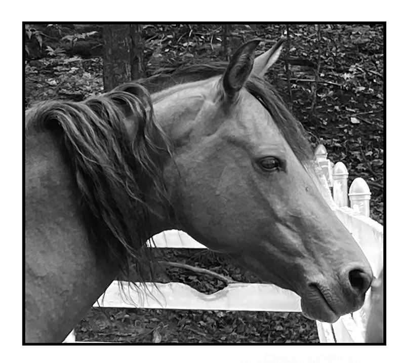 drawings of horses heads