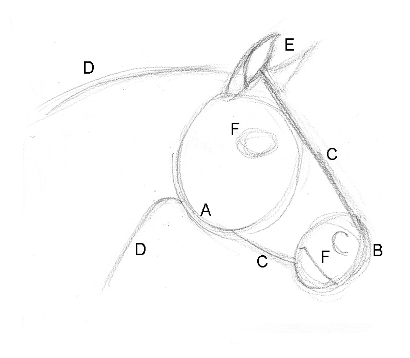 Horse Head sketch Drawing by Kirsten Slaney - Pixels