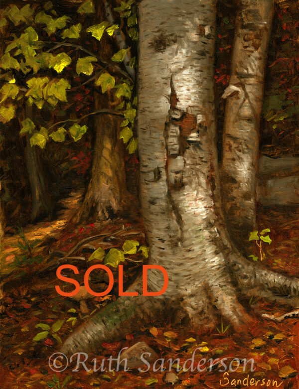 Adirondack Birch
