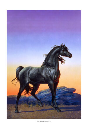 THE BLACK STALLION